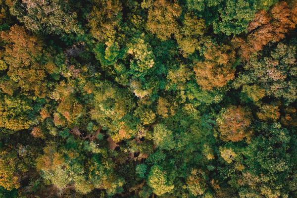 Featured Image for featured-trees-get.jpg