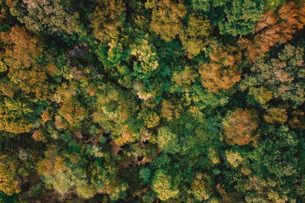 Featured Image for featured-trees-get.jpg